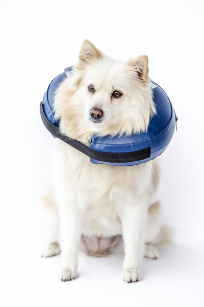 hundefutter für hautprobleme Supplement Snack Hair & Skin – Dr.Clauder solutions for pets GmbH main image 1
