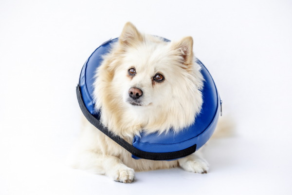 Hunde Schutzkragen  in der Gruppe Hund bei Agria Tierversicherung (AGR2134r)