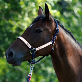 Halfter, blaues reflektierendes Material 